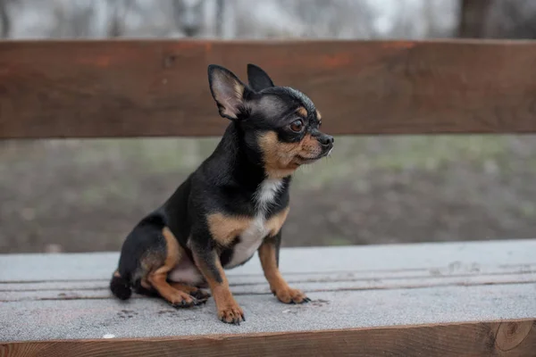 Cão caminha no Parque no inverno. chihuahua em um passeio no inverno — Fotografia de Stock