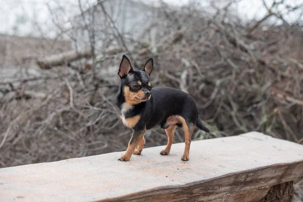 Dog walks in the Park in winter. chihuahua on a walk in winter