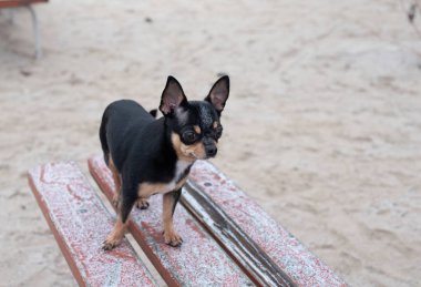 Köpek kışın parkta yürür. Chihuahua kışın yürüyüşe çıkar. Evcil köpek Chihuahua sokakta yürüyor. Yürüyüşe çıkmış köpek..