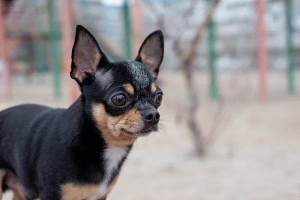 Spacery psów w parku zimą. Chihuahua na spacerze w zimie. Pies Chihuahua spaceruje po ulicy. pies na spacer. — Zdjęcie stockowe