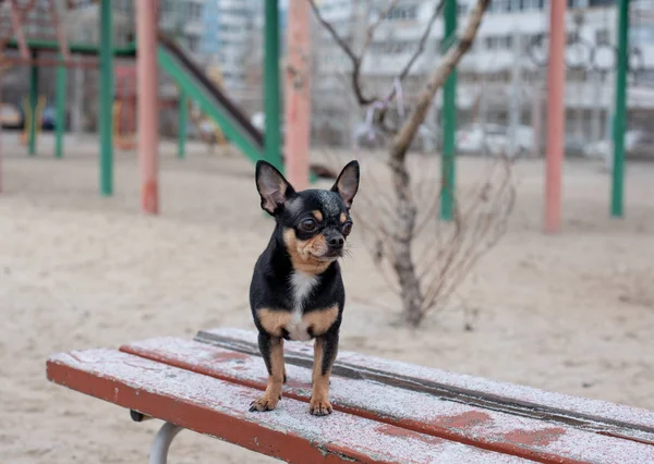 Spacery psów w parku zimą. Chihuahua na spacerze w zimie. Pies Chihuahua spaceruje po ulicy. pies na spacer. — Zdjęcie stockowe