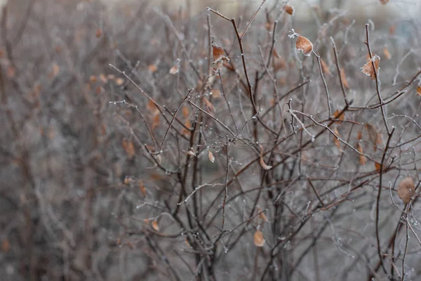 Bush grenar utan blad är täckta med is. Bush under rimfrost — Stockfoto