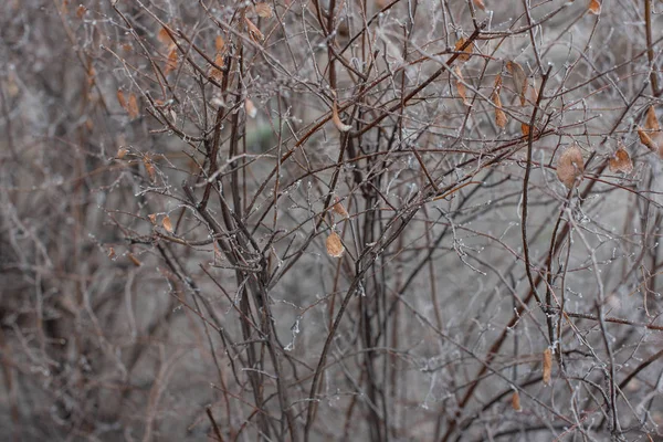 Bushovy větve bez listí jsou pokryty ledem. Bush pod chrastítkem — Stock fotografie