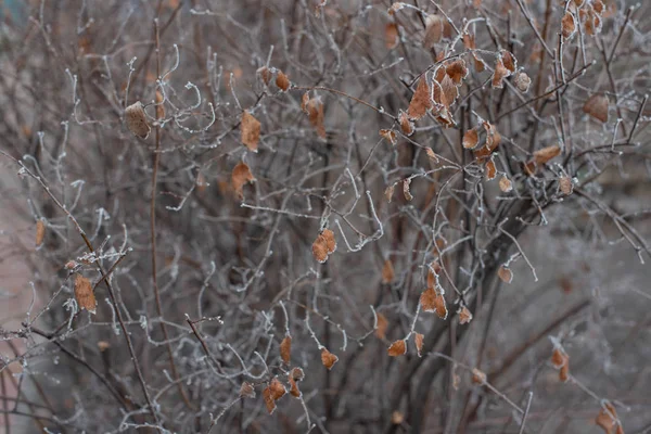 Las ramas de Bush sin hojas están cubiertas de hielo. Bush bajo las heladas —  Fotos de Stock