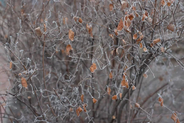 Las ramas de Bush sin hojas están cubiertas de hielo. Bush bajo las heladas —  Fotos de Stock