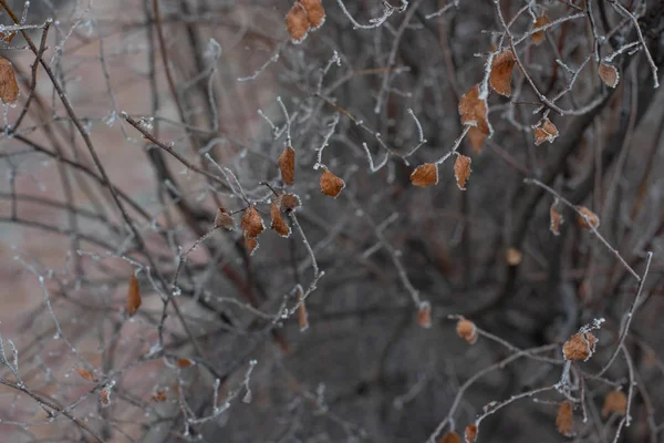 Bush grenar utan blad är täckta med is. Bush under rimfrost — Stockfoto