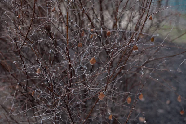 Las ramas de Bush sin hojas están cubiertas de hielo. Bush bajo las heladas —  Fotos de Stock