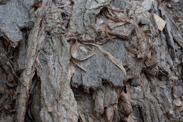 Kahverengi ahşap kaplama. Doğal desenli ahşap doku. Eski ahşap dokular. Toprağın altındaki ağaç — Stok fotoğraf