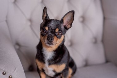 Mini siyah bej bej beyaz chihuahua gri koltukta. Siyah kahverengi beyaz chihuahua. Evcil bir hayvan evde, kanepede oturuyor.