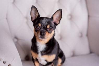Mini siyah bej bej beyaz chihuahua gri koltukta. Siyah kahverengi beyaz chihuahua. Evcil bir hayvan evde, kanepede oturuyor.