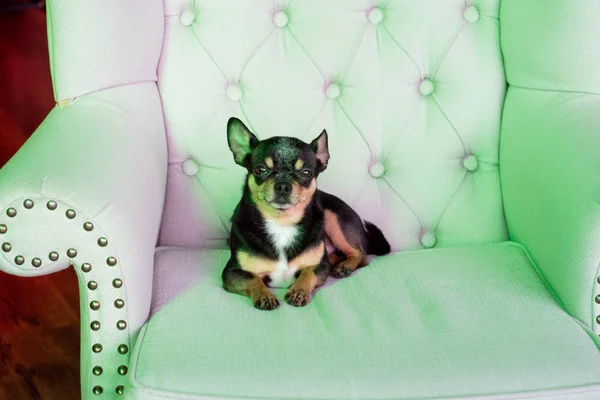 Mini black beige white chihuahua on grey sofa. black brown white chihuahua. A pet is sitting at home on the couch — Stock Photo, Image