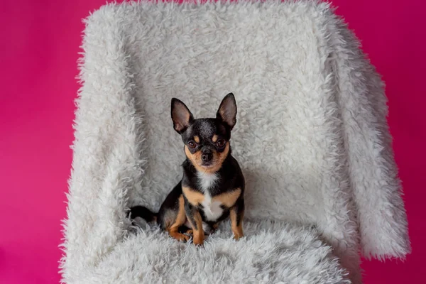 chihuahua - little dog.Chihuahua in a chair. dog pet tri-color black-brown-white. A cute dog in a retro armchair