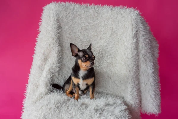 Chihuahua - küçük köpek. Sandalyedeki Chihuahua. Köpek evcil hayvanı. Üç renkli. Siyah-kahverengi-beyaz. Eski koltukta sevimli bir köpek. — Stok fotoğraf