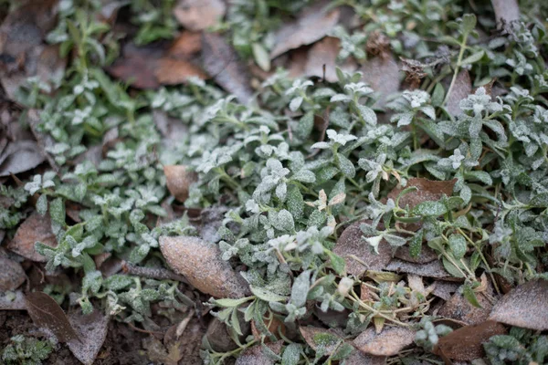 Blad på gräs under rimfrost — Stockfoto