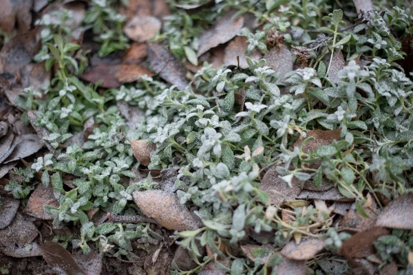 Blad på gräs under rimfrost — Stockfoto
