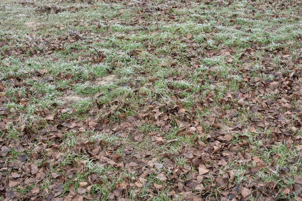 Las hojas sobre la hierba bajo la escarcha —  Fotos de Stock