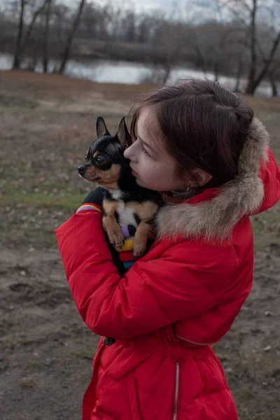 Pequeno cachorro chihuahua é aquecido sob a jaqueta da amante. Menina 9 anos de idade em uma jaqueta de inverno em um fundo de um rio — Fotografia de Stock