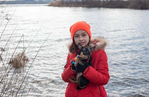 Mały pies chihuahua jest ogrzewany pod kurtką kochanki.Dziewczyna 9 lat w zimowej kurtce na tle rzeki — Zdjęcie stockowe