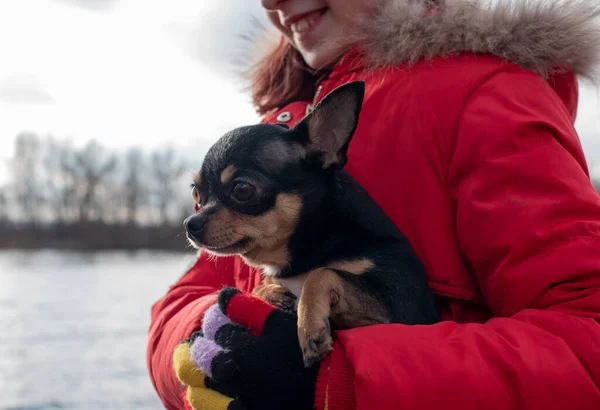 Mały pies chihuahua jest ogrzewany pod kurtką kochanki.Dziewczyna 9 lat w zimowej kurtce na tle rzeki — Zdjęcie stockowe