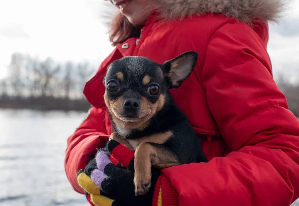 Mały pies chihuahua jest ogrzewany pod kurtką kochanki.Dziewczyna 9 lat w zimowej kurtce na tle rzeki — Zdjęcie stockowe