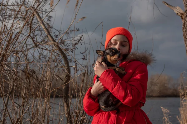 Pequeno cachorro chihuahua é aquecido sob a jaqueta da amante. Menina 9 anos de idade em uma jaqueta de inverno em um fundo de um rio — Fotografia de Stock