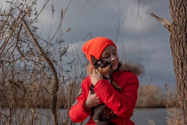 Pequeno cachorro chihuahua é aquecido sob a jaqueta da amante. Menina 9 anos de idade em uma jaqueta de inverno em um fundo de um rio — Fotografia de Stock
