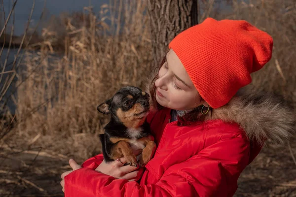 小さなChihuahua犬は愛人のジャケットの下で加熱されます。女の子9川の背景に冬のジャケットで歳 — ストック写真