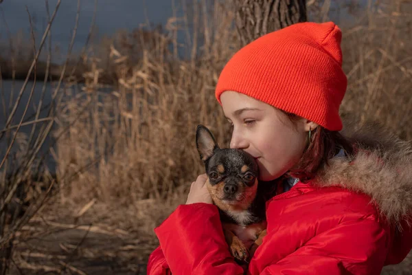 Mały pies chihuahua jest ogrzewany pod kurtką kochanki.Dziewczyna 9 lat w zimowej kurtce na tle rzeki — Zdjęcie stockowe