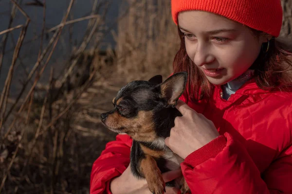 Small chihuahua dog is heated under the mistress\'s jacket.Girl 9 years old in a winter jacket on a background of a river