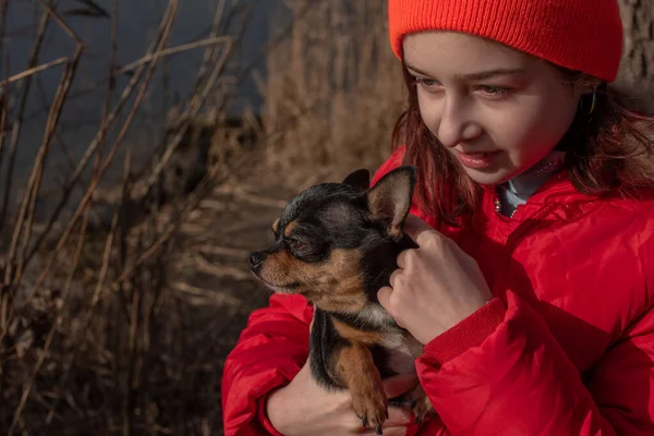 Mały pies chihuahua jest ogrzewany pod kurtką kochanki.Dziewczyna 9 lat w zimowej kurtce na tle rzeki — Zdjęcie stockowe