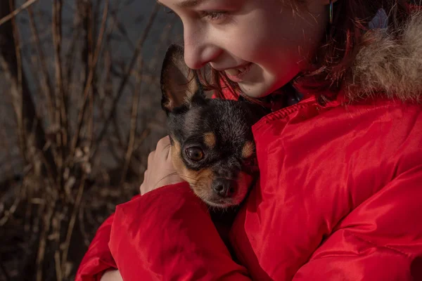 Pequeño perro chihuahua se calienta bajo la chaqueta de la amante. Niña de 9 años en una chaqueta de invierno sobre un fondo de un río — Foto de Stock