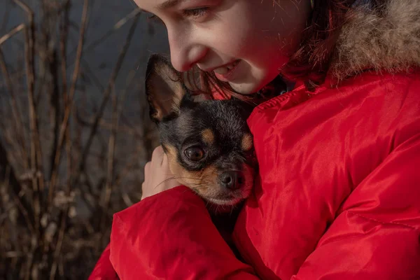 Liten chihuahua hund värms under älskarinnans jacka.Flicka 9 år gammal i en vinterjacka på en bakgrund av en flod — Stockfoto