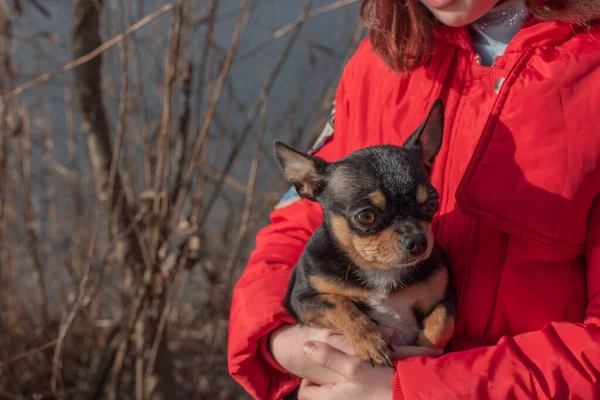Small chihuahua dog is heated under the mistress's jacket.Girl 9 years old in a winter jacket on a background of a river