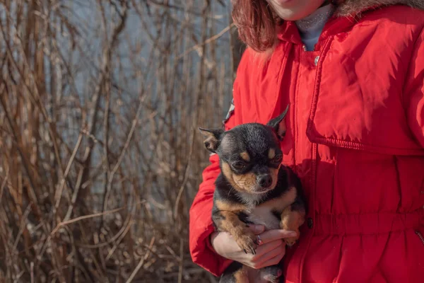 Liten chihuahua hund värms under älskarinnans jacka.Flicka 9 år gammal i en vinterjacka på en bakgrund av en flod — Stockfoto