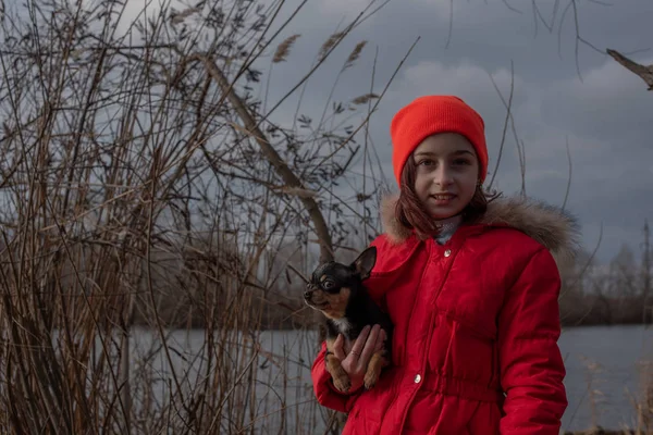 Small chihuahua dog is heated under the mistress\'s jacket.Girl 9 years old in a winter jacket on a background of a river