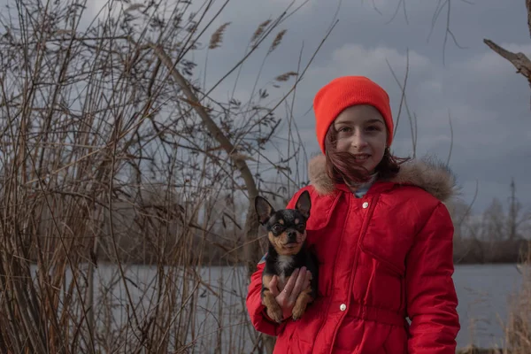 Маленька собака чихуахуа нагрівається під курткою коханки.Дівчині 9 років в зимовій куртці на фоні річки — стокове фото