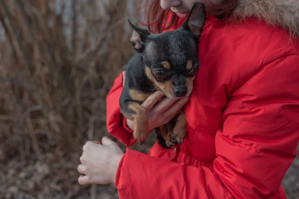 Mały pies chihuahua jest ogrzewany pod kurtką kochanki.Dziewczyna 9 lat w zimowej kurtce na tle rzeki — Zdjęcie stockowe