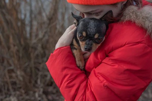 Pequeno cachorro chihuahua é aquecido sob a jaqueta da amante. Menina 9 anos de idade em uma jaqueta de inverno em um fundo de um rio — Fotografia de Stock