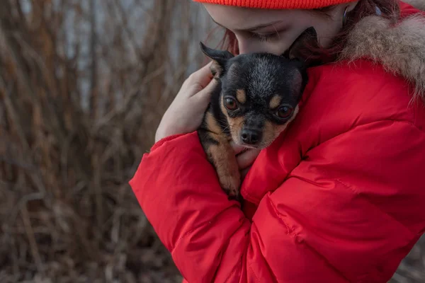 Liten chihuahua hund värms under älskarinnans jacka.Flicka 9 år gammal i en vinterjacka på en bakgrund av en flod — Stockfoto