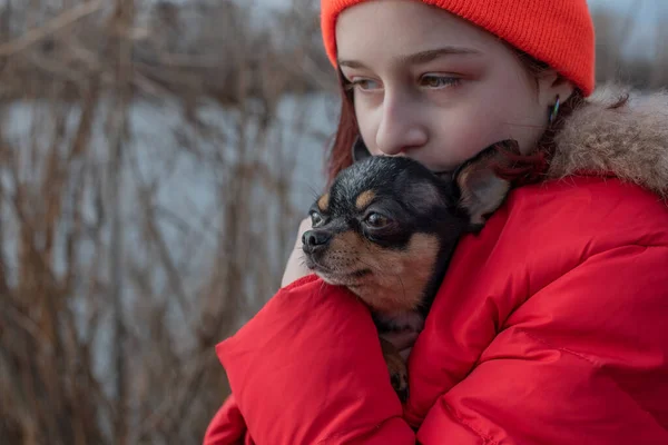 Mały pies chihuahua jest ogrzewany pod kurtką kochanki.Dziewczyna 9 lat w zimowej kurtce na tle rzeki — Zdjęcie stockowe