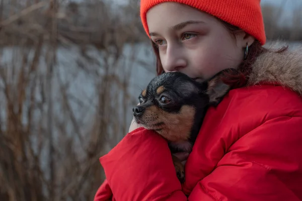 Small chihuahua dog is heated under the mistress's jacket.Girl 9 years old in a winter jacket on a background of a river