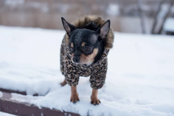 Маленькая собачья куртка холодная зимой. Домашние прогулки в снежную погоду. Собачий друг. Чиуауа . — стоковое фото