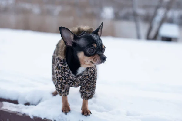 Small dog jacket cold in the winter. Home pet walks in snowy weather. Dog friend man. Chihuahua. — Stock Photo, Image