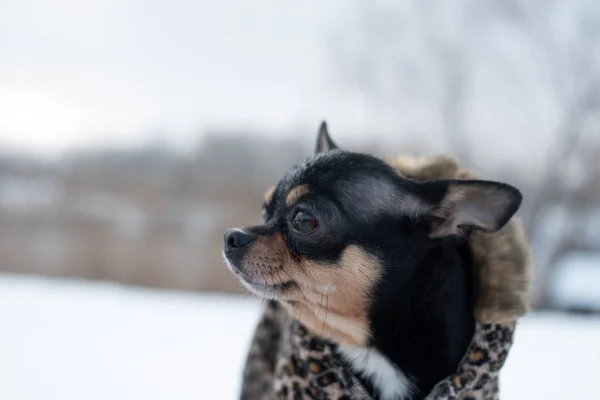 Liten hund jacka kall på vintern. Husdjur promenader i snöigt väder. Hund vän man. Fänkål. — Stockfoto