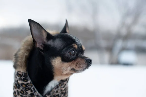 Petite veste pour chien froide en hiver. Accueil animaux de compagnie marche par temps neigeux. Chien ami homme. Chihuahua . — Photo