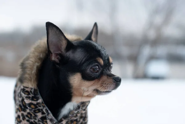 Liten hund jacka kall på vintern. Husdjur promenader i snöigt väder. Hund vän man. Fänkål. — Stockfoto