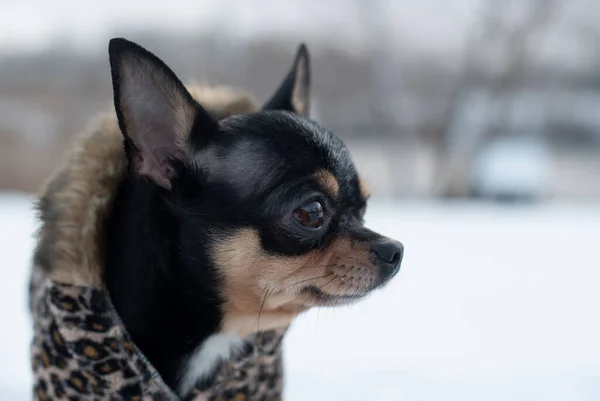 Liten hund jacka kall på vintern. Husdjur promenader i snöigt väder. Hund vän man. Fänkål. — Stockfoto