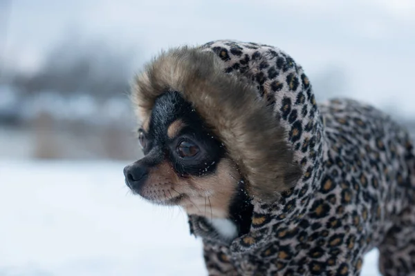 Liten hund jacka kall på vintern. Husdjur promenader i snöigt väder. Hund vän man. Fänkål. — Stockfoto