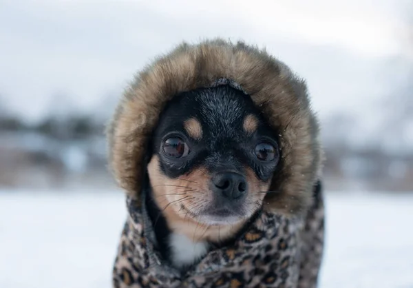 Petite veste pour chien froide en hiver. Accueil animaux de compagnie marche par temps neigeux. Chien ami homme. Chihuahua . — Photo