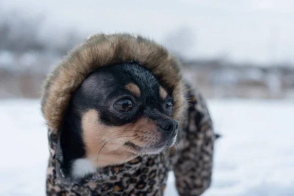 Pequena jaqueta de cão fria no inverno. Home pet caminha em tempo nevado. Homem amigo do cão. Chihuahua . — Fotografia de Stock